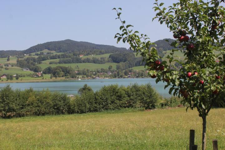 Wunderschoene Ferienwohnung Mit Seeblick Zell am Moos Exterior foto